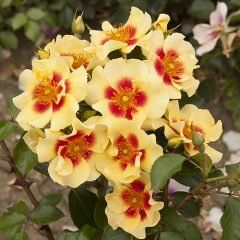 Eye of the Tiger — Emerald, VIC — Emerald Gardens Nursery