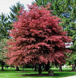 Copper Beech — Emerald, VIC — Emerald Gardens Nursery
