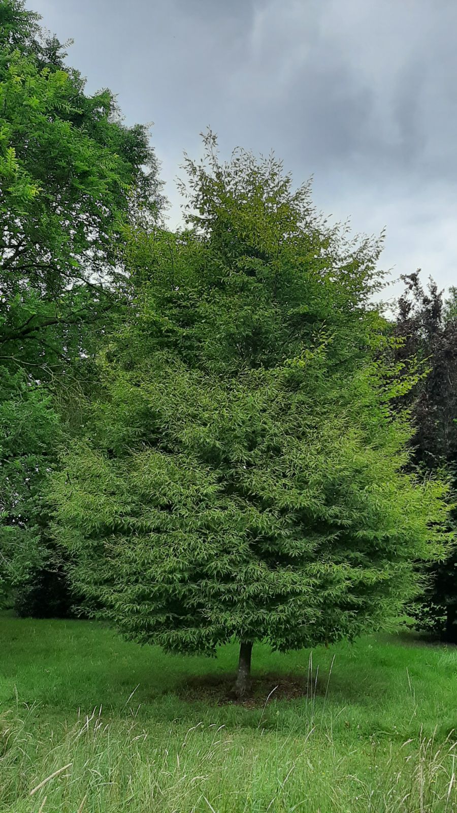European Birch — Emerald, VIC — Emerald Gardens Nursery
