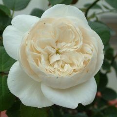 Fair Bianca — Emerald, VIC — Emerald Gardens Nursery