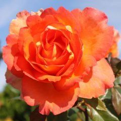 Fairest Cape — Emerald, VIC — Emerald Gardens Nursery