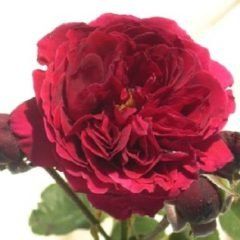 Fathers Love — Emerald, VIC — Emerald Gardens Nursery