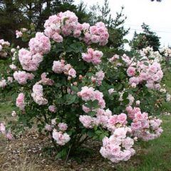 Felicia — Emerald, VIC — Emerald Gardens Nursery