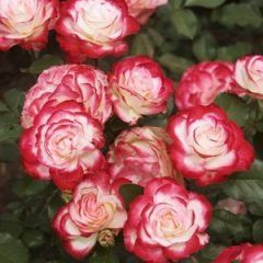 Fire and Ice — Emerald, VIC — Emerald Gardens Nursery