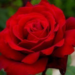 Firefighter — Emerald, VIC — Emerald Gardens Nursery