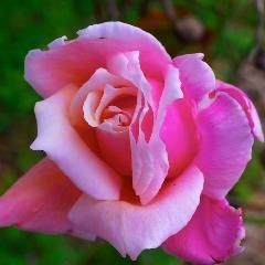 First Love — Emerald, VIC — Emerald Gardens Nursery