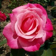 First Prize — Emerald, VIC — Emerald Gardens Nursery