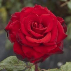 First Red — Emerald, VIC — Emerald Gardens Nursery