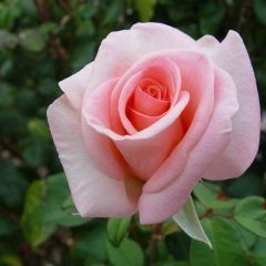 Flamingo — Emerald, VIC — Emerald Gardens Nursery