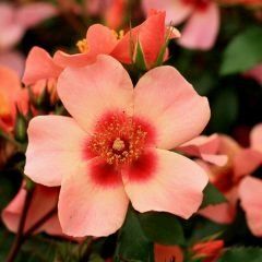 For Your Eyes Only — Emerald, VIC — Emerald Gardens Nursery