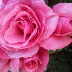 Forget Me Not — Emerald, VIC — Emerald Gardens Nursery