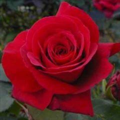 Fragrant Charm — Emerald, VIC — Emerald Gardens Nursery