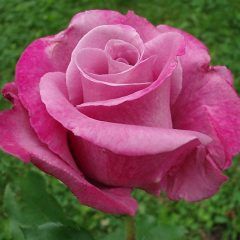 Fragrant Plum — Emerald, VIC — Emerald Gardens Nursery