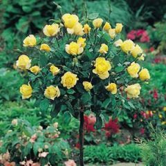 Freesia — Emerald, VIC — Emerald Gardens Nursery