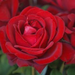 Gallipoli Centenary — Emerald, VIC — Emerald Gardens Nursery