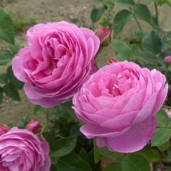 Gertrude Jekyll — Emerald, VIC — Emerald Gardens Nursery