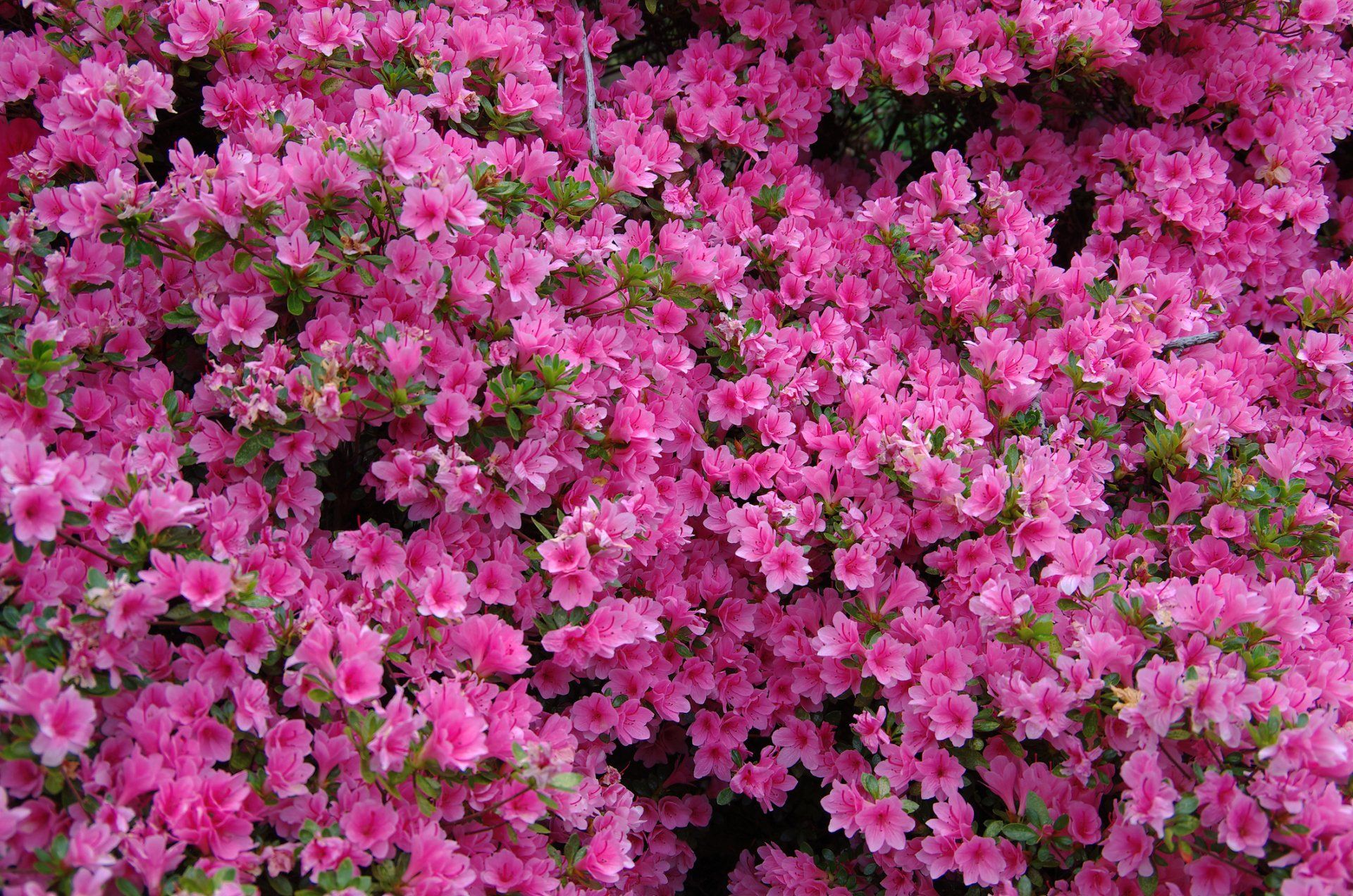 Pink Azalea — Emerald, VIC — Emerald Gardens Nursery