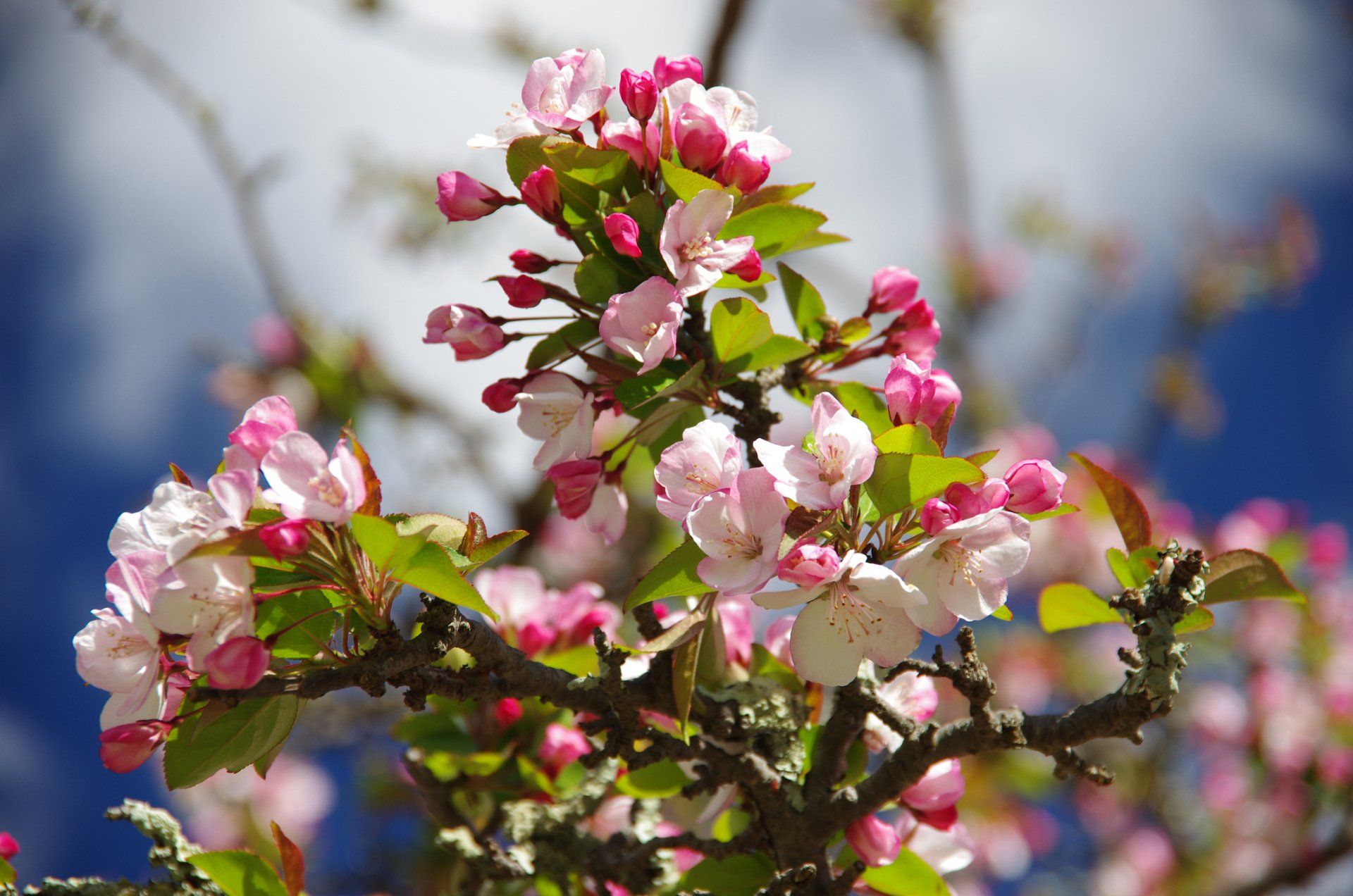 Weeping & Standard Trees — Emerald, VIC — Emerald Gardens Nursery