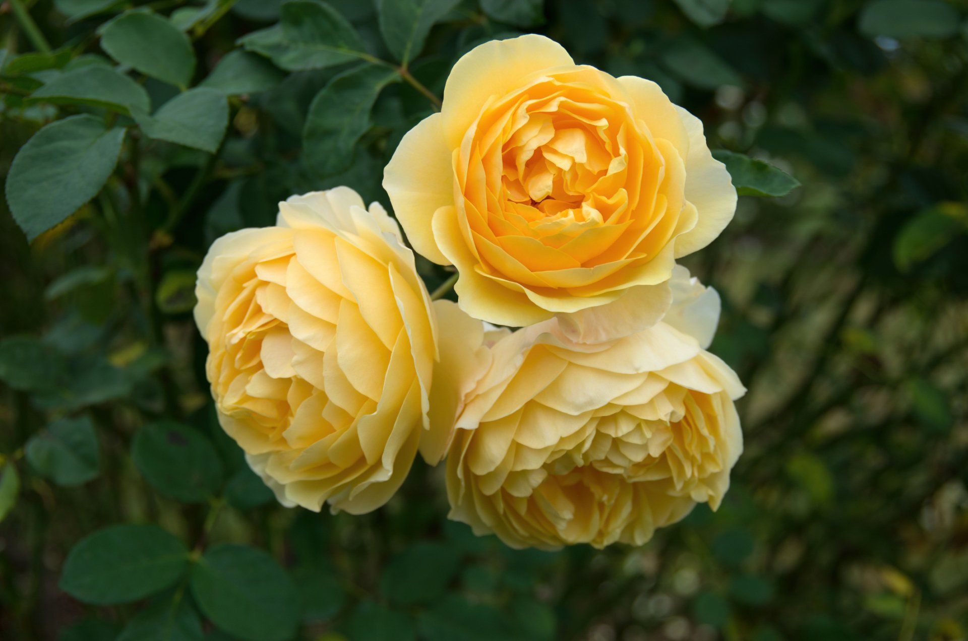 Yellow Roses — Emerald, VIC — Emerald Gardens Nursery