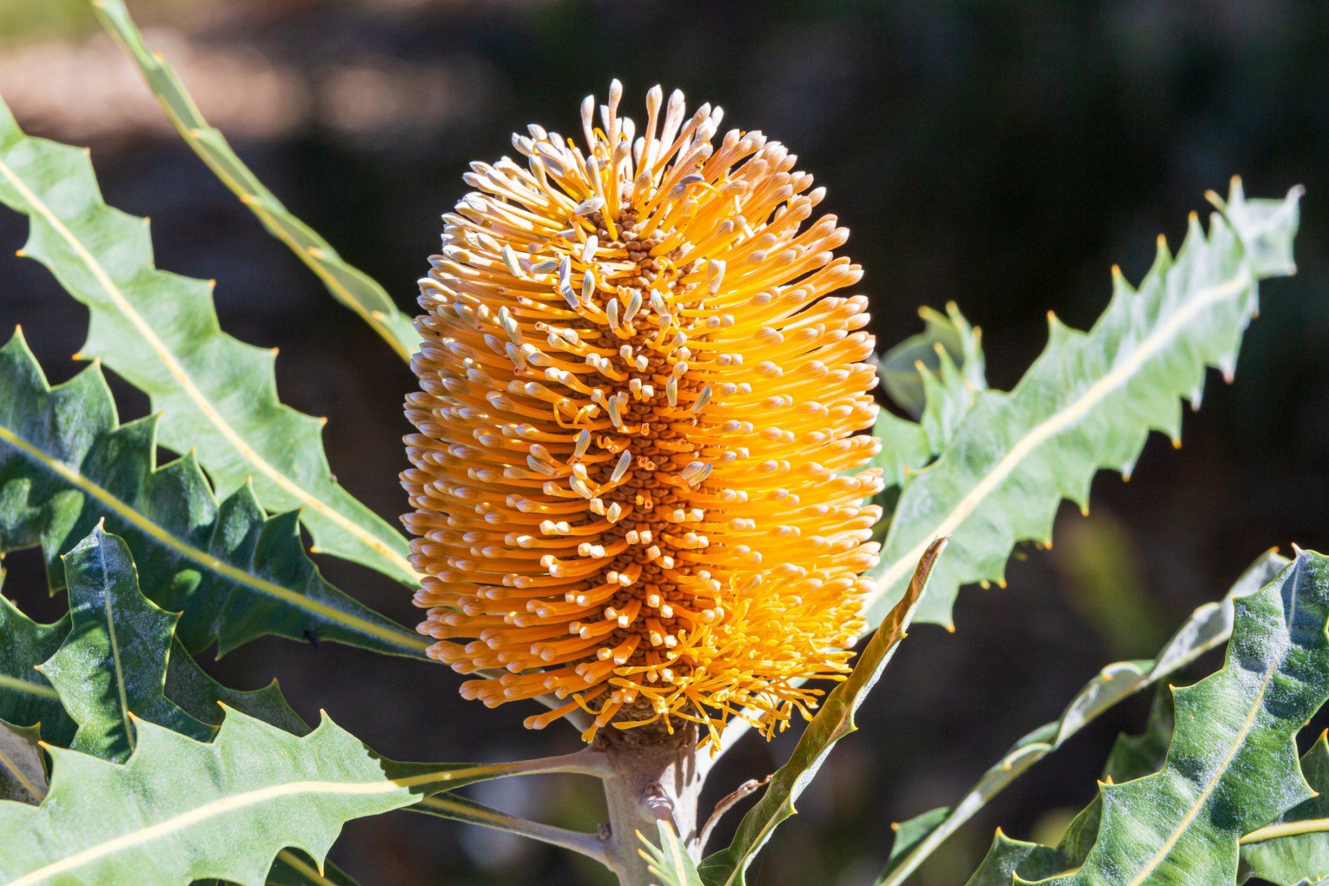 Banksia Flower — Emerald, VIC — Emerald Gardens Nursery
