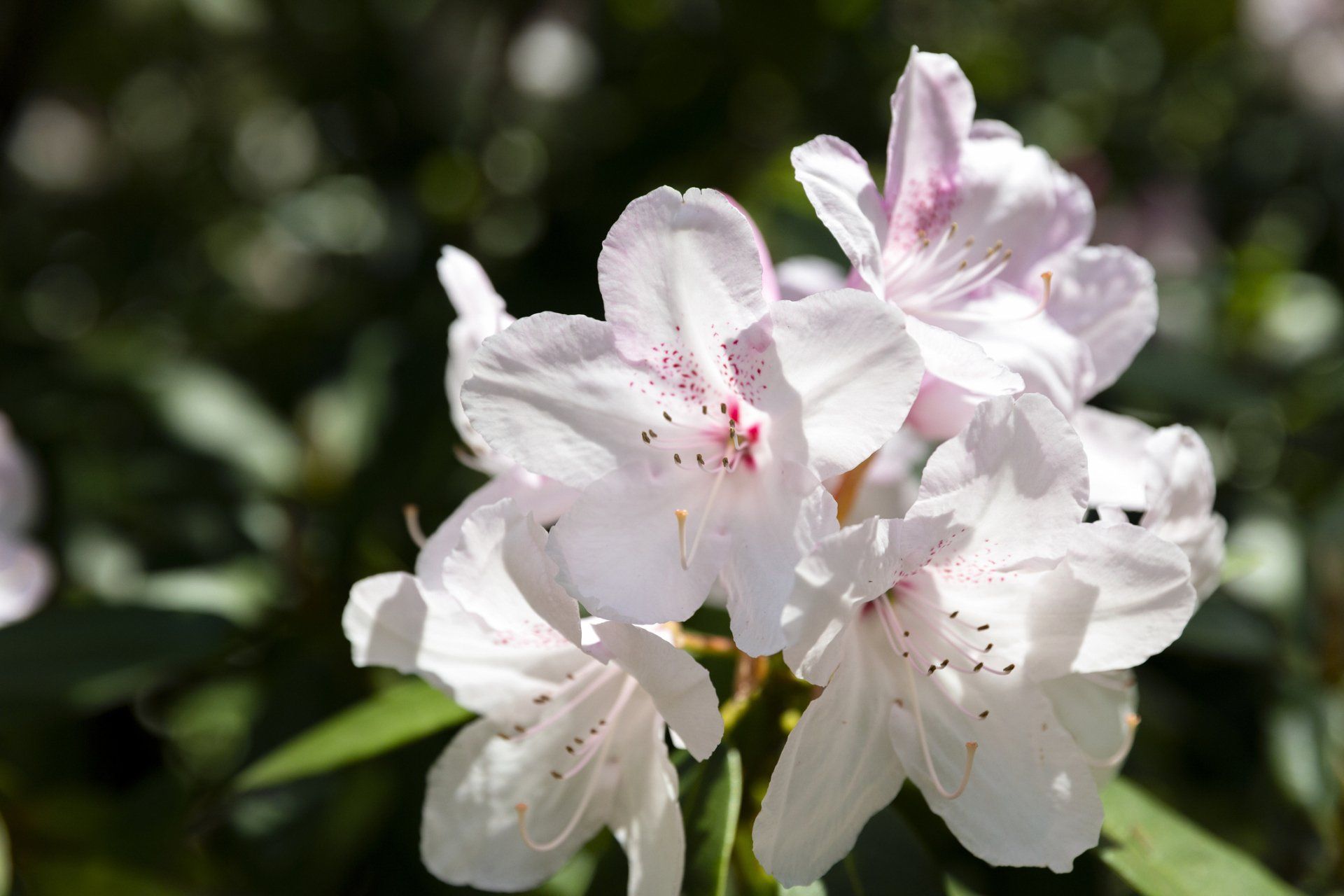 Azaleas — Emerald, VIC — Emerald Gardens Nursery