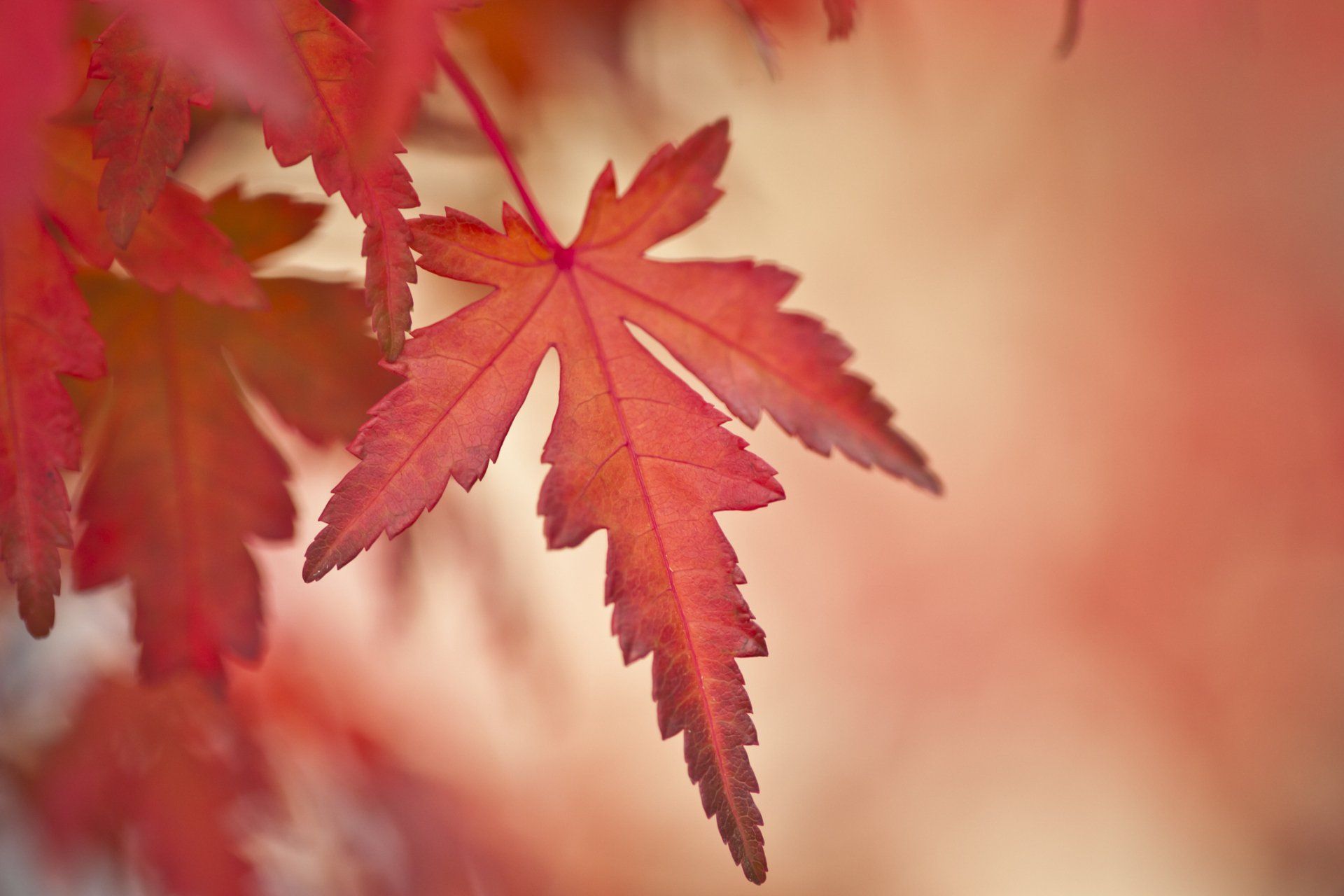 Red Japanese Maple Leaves  — Emerald, VIC — Emerald Gardens Nursery