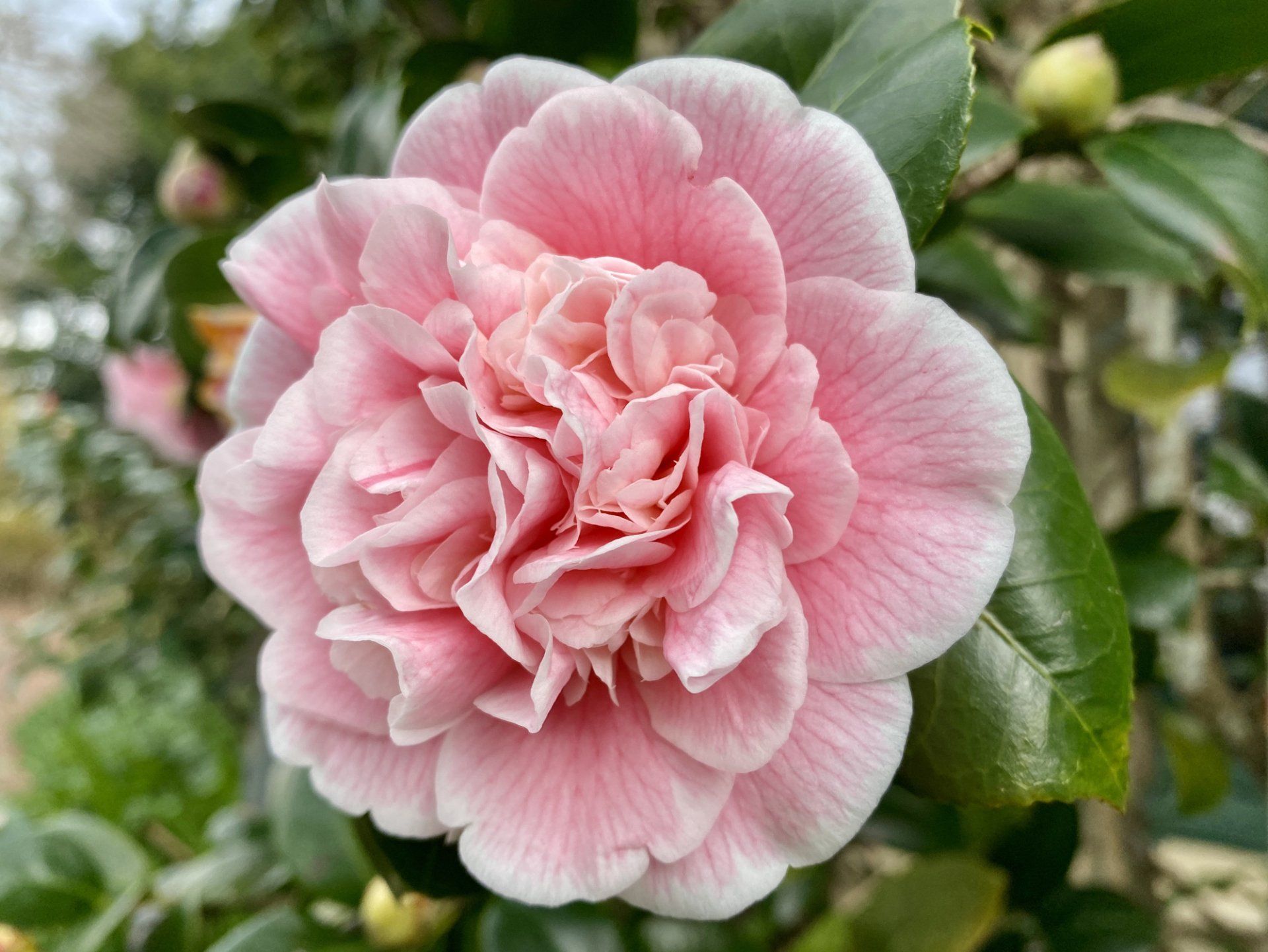 Perfect Pink Camellia Flower — Emerald, VIC — Emerald Gardens Nursery