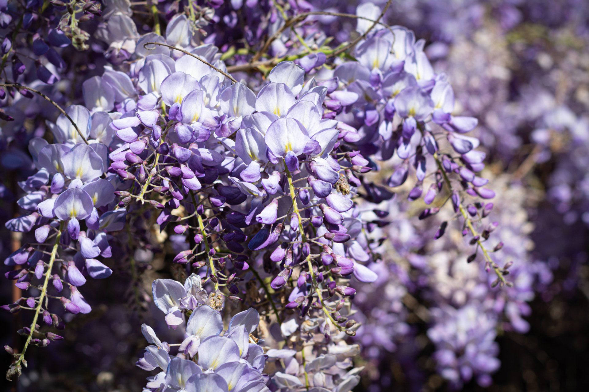 Climbers — Emerald, VIC — Emerald Gardens Nursery