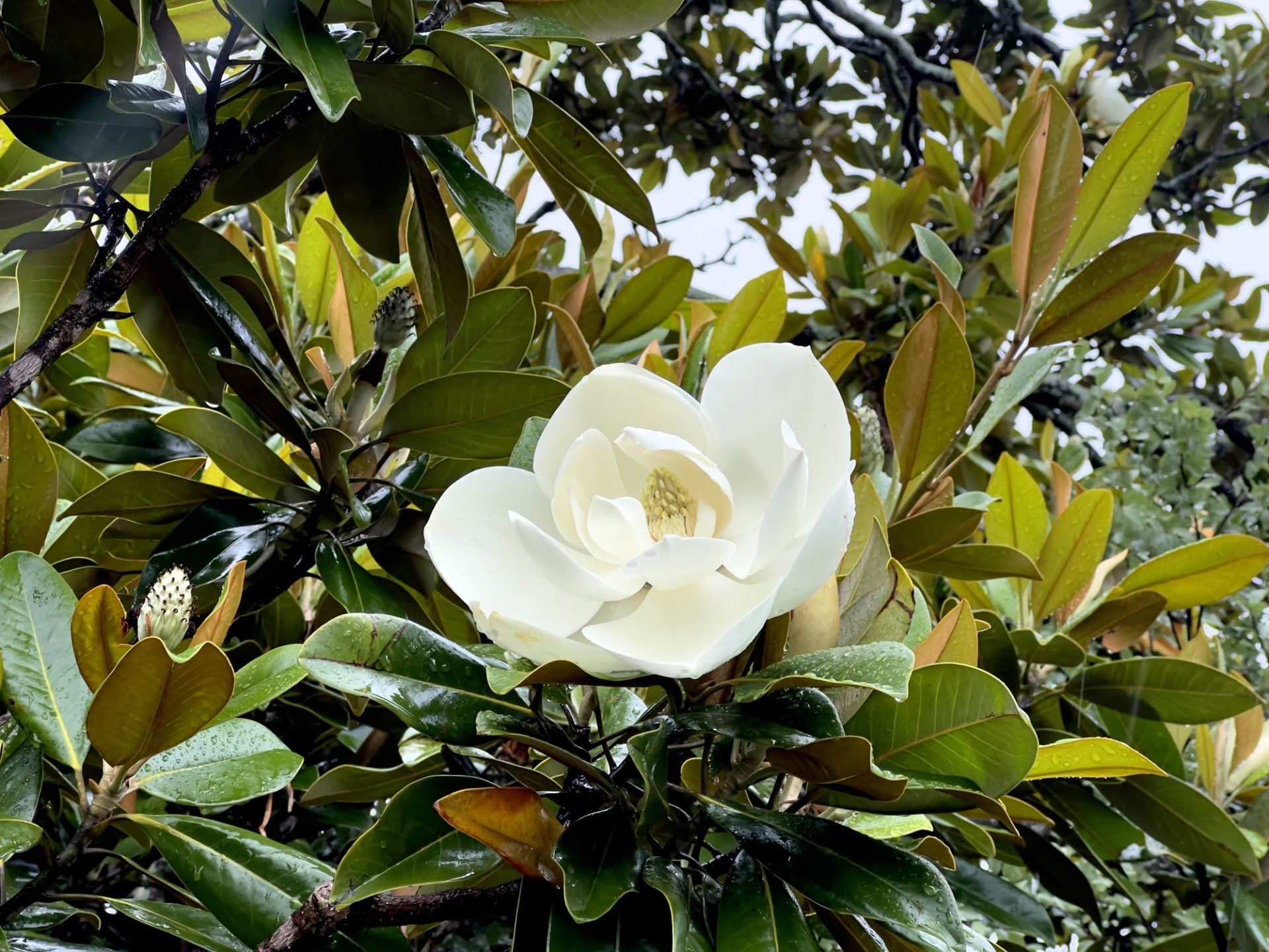 Flowering Magnolia Tree — Emerald, VIC — Emerald Gardens Nursery