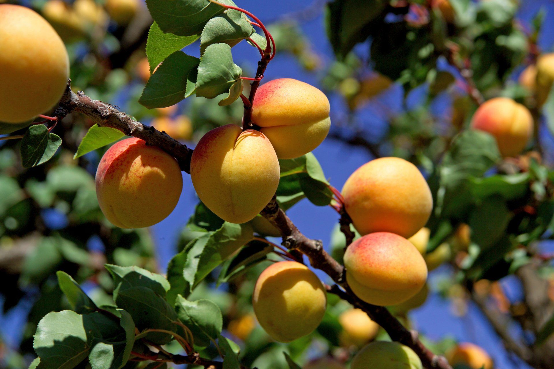 Bare Root — Emerald, VIC — Emerald Gardens Nursery