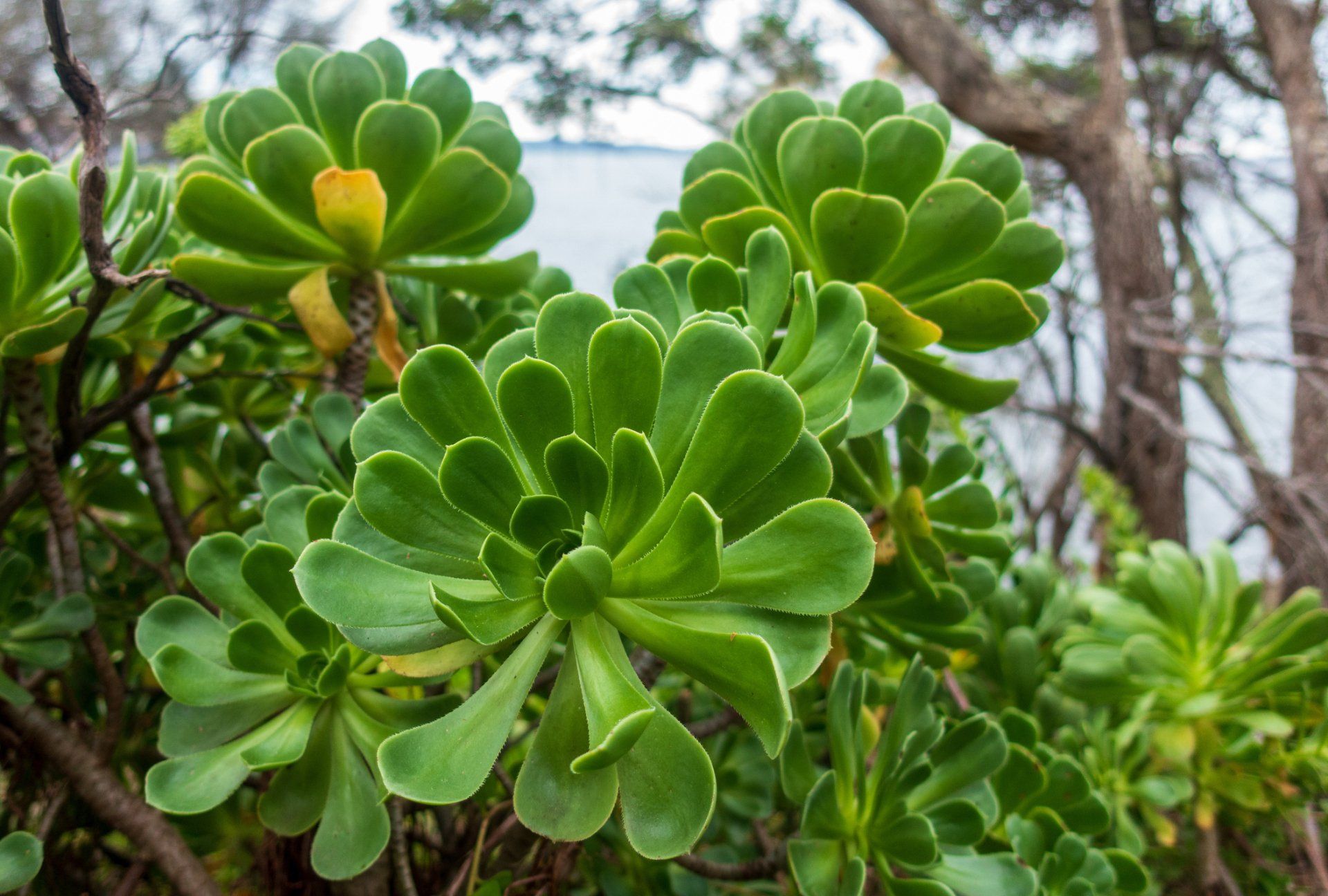 Succulents — Emerald, VIC — Emerald Gardens Nursery