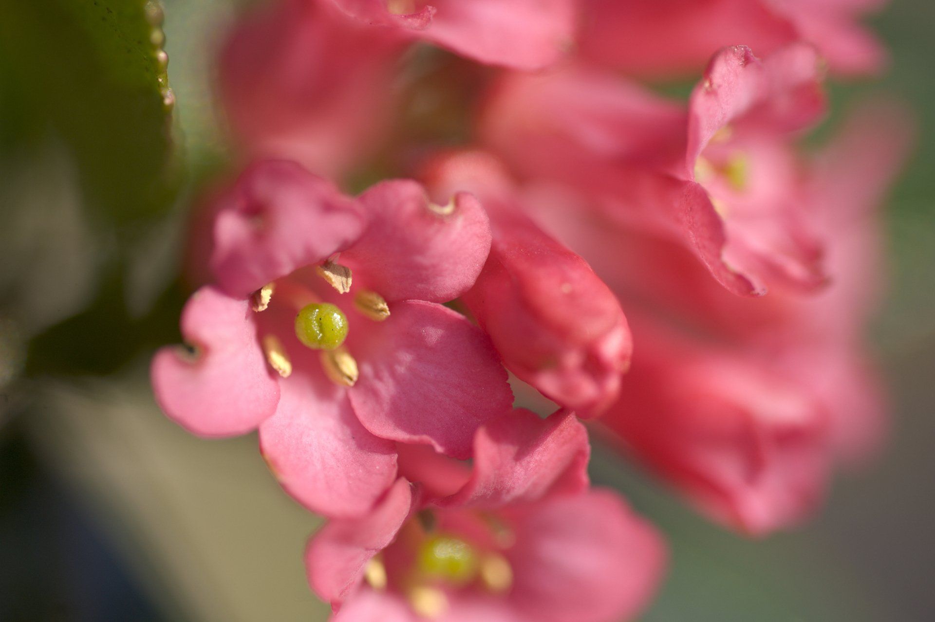 Small Shrubs — Emerald, VIC — Emerald Gardens Nursery