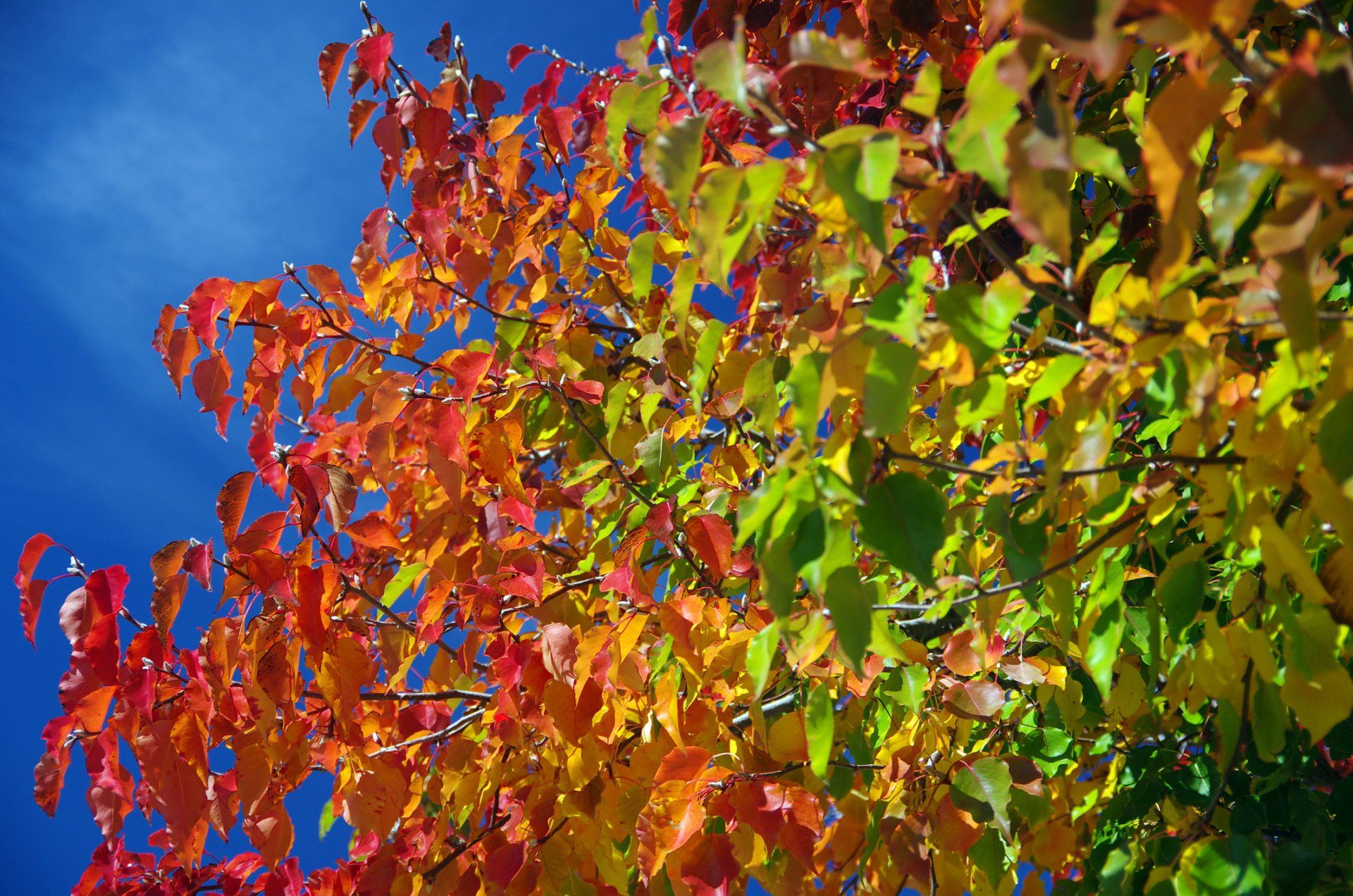 Trees - Deciduous & Ornamental — Emerald, VIC — Emerald Gardens Nursery