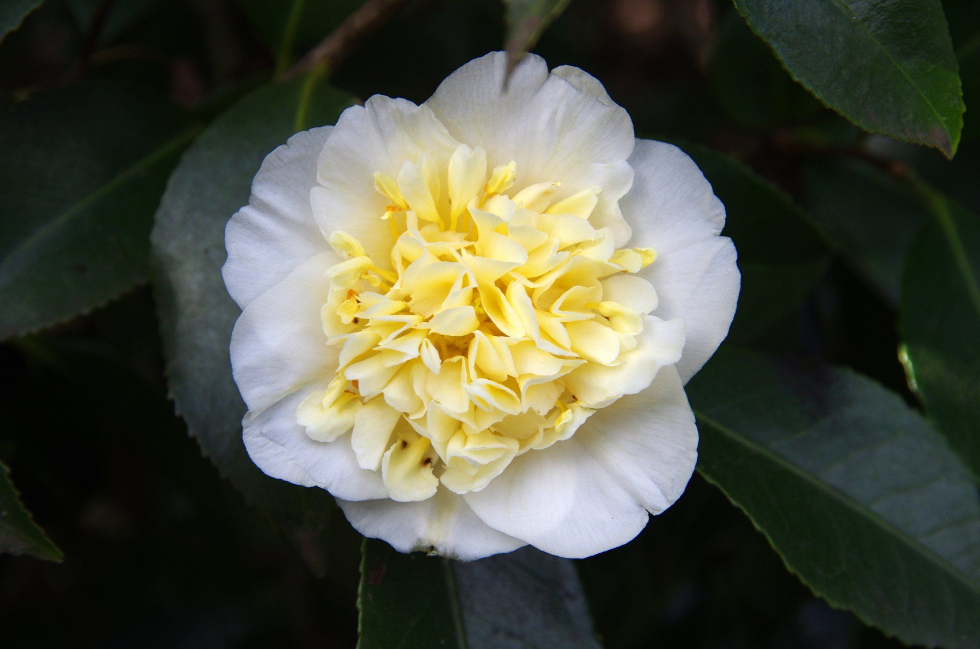 Camellias — Emerald, VIC — Emerald Gardens Nursery