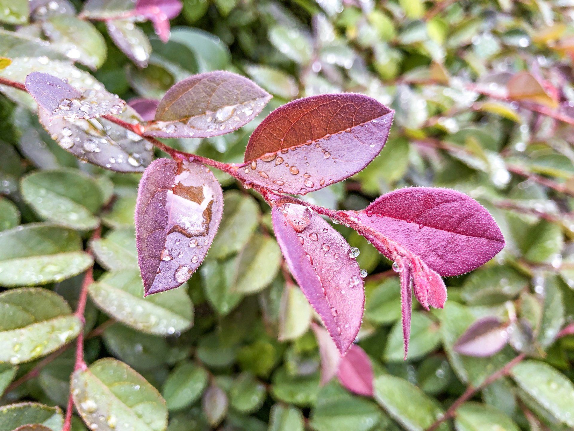 Shrubs - Medium — Emerald, VIC — Emerald Gardens Nursery