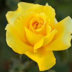 Gina Lollobrigida — Emerald, VIC — Emerald Gardens Nursery