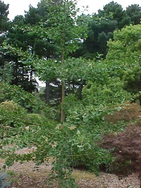 Ginko Biloba — Emerald, VIC — Emerald Gardens Nursery