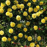 Gold Bunny Climbing Rose — Emerald, VIC — Emerald Gardens Nursery
