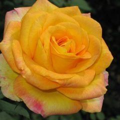 Gold Medal — Emerald, VIC — Emerald Gardens Nursery