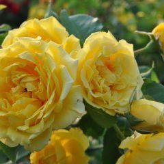 Golden Gate — Emerald, VIC — Emerald Gardens Nursery