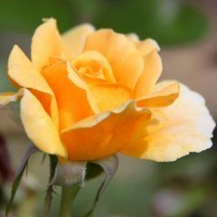 Golden Years — Emerald, VIC — Emerald Gardens Nursery