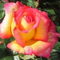 Granada — Emerald, VIC — Emerald Gardens Nursery