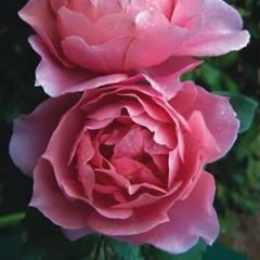 Grandma's Rose — Emerald, VIC — Emerald Gardens Nursery