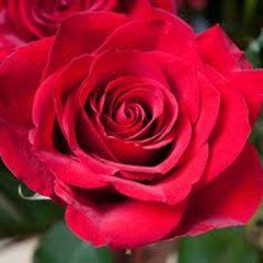 Grandpas Rose — Emerald, VIC — Emerald Gardens Nursery