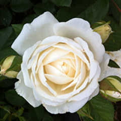 Guardian Angel — Emerald, VIC — Emerald Gardens Nursery