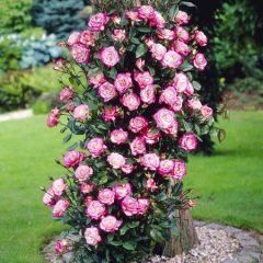Handel Climbing Rose — Emerald, VIC — Emerald Gardens Nursery
