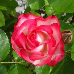 Hannah Gordon — Emerald, VIC — Emerald Gardens Nursery