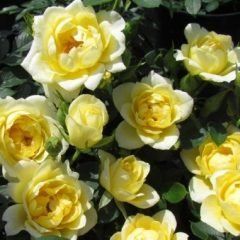 Happy Birthday — Emerald, VIC — Emerald Gardens Nursery