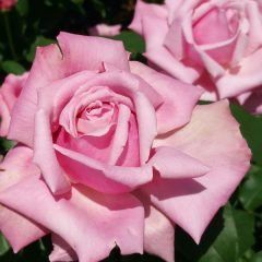 Heaven Scent — Emerald, VIC — Emerald Gardens Nursery