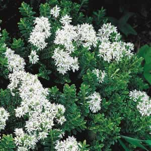 Hebe Buxifolia — Emerald, VIC — Emerald Gardens Nursery